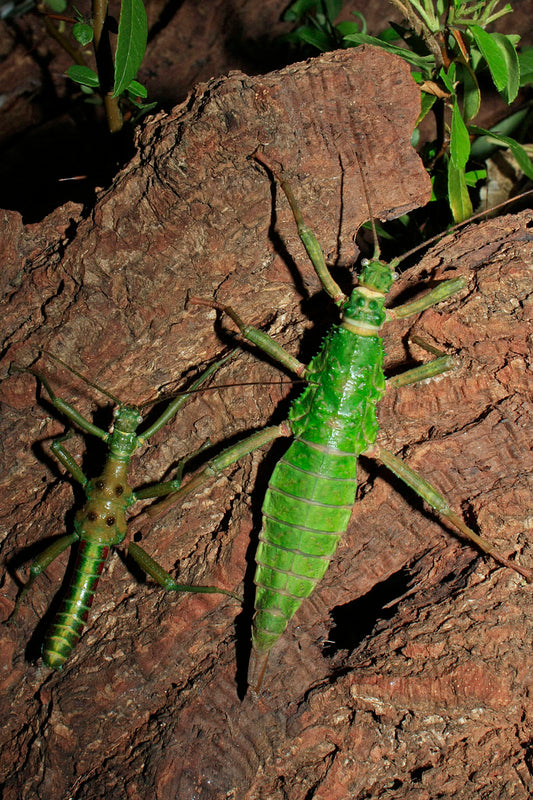 Mearnsiana Bullosa (lot de 2)