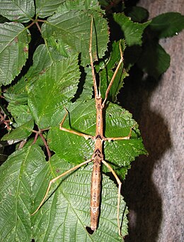 parapashymorpha Zomproï