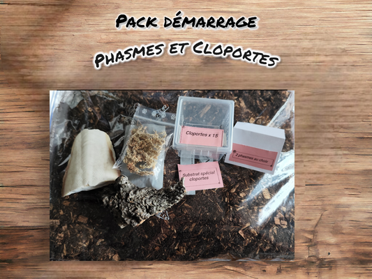 Pack démarrage phasmes et cloportes