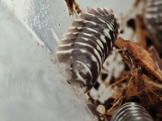 Armadillidium maculatum Zebra