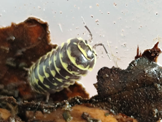 Armadillidium Maculatum Yellow