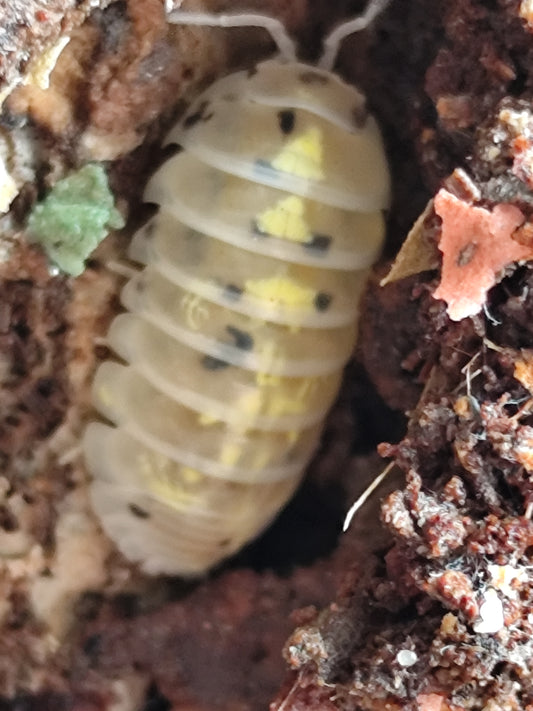 Armadillidium Vulgare "Magic Potion"