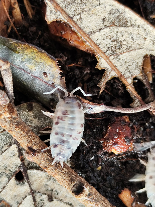 Porcellio Laevis Dairy Cow